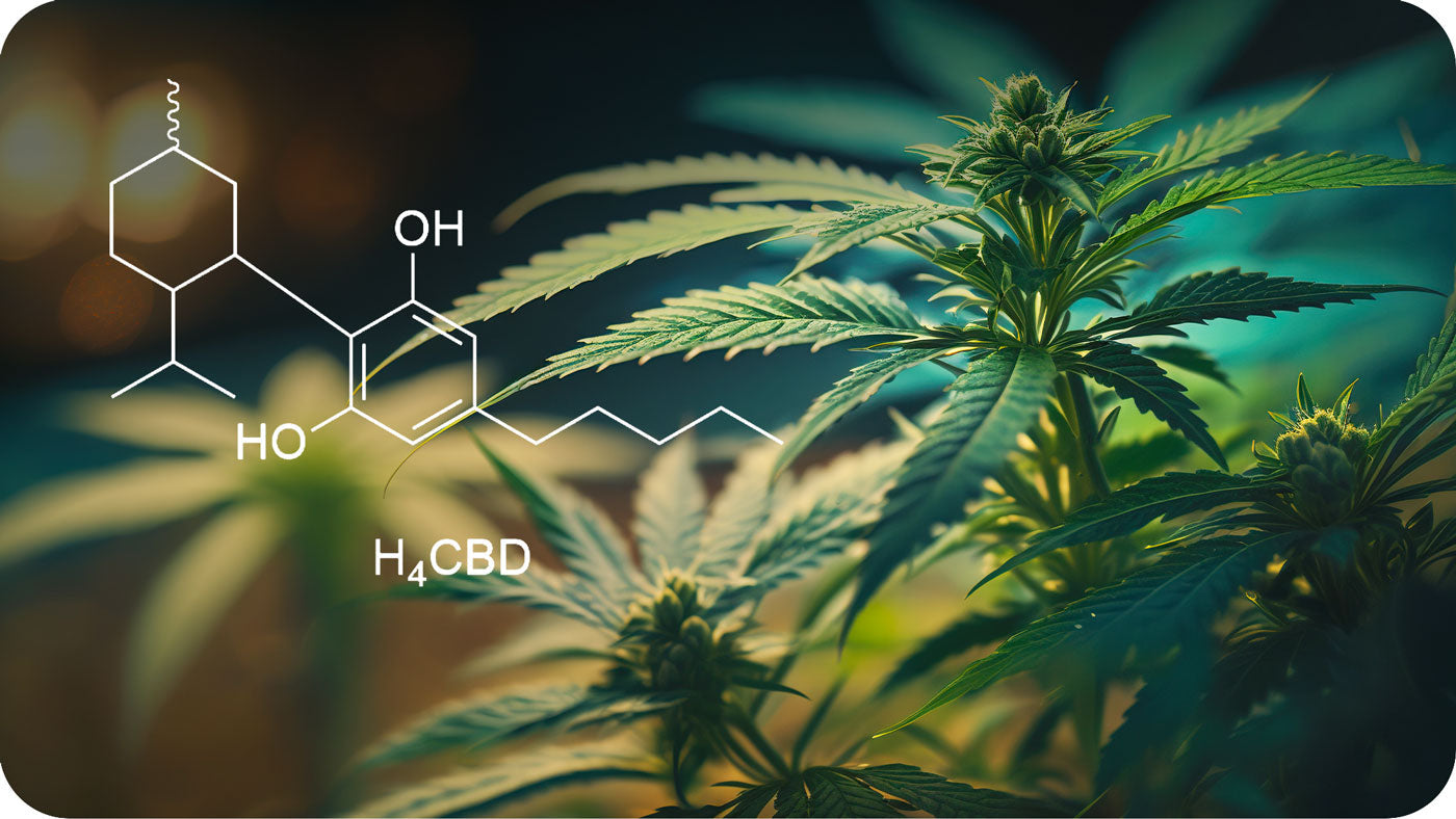 H4CBD, noul canabinoid, planta de cannabis și formula H4CBD